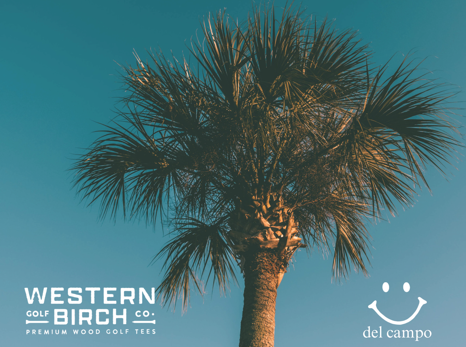 Western Birch X del campo